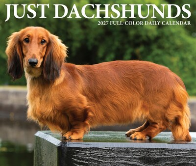 2027 Willow Creek Dachshunds 6.2" x 5.4" Daily Day-to-Day Calendar, Assorted Colors (63385)