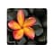 Allsop NatureSmart Mouse Pad, Floral (30185)