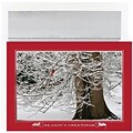 JAM Paper® Christmas Card Set, Winter Cardinal Holiday Cards, 16/pack