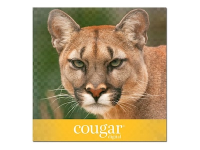 Domtar Cougar Digital 10% Recycled 8.5 x 11 Business Paper, 70 lbs., 98 Brightness, 500 Sheets/Rea