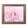 Trademark Fine Art Cora Niele Rose Pink Rosed Art 11 x 14 Ornate Frame (190836309146)