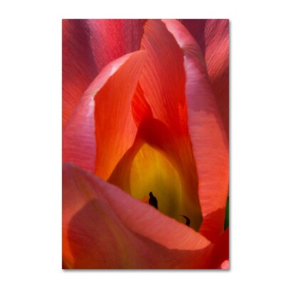 Trademark Fine Art Kurt Shaffer Glowing Tulip 12 x 19 Canvas Stretched (190836001118)