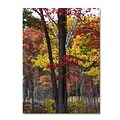 Trademark Fine Art Kurt Shaffer Incredible Shades of Autumn 14 x 19 Canvas Stretched (886511964846)