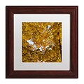 Trademark Fine Art Kurt Shaffer Golden Canopy of Autumn 11 x 11 Matted Framed (886511964785)
