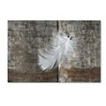 Trademark Fine Art Cora Niele White Feather on Rough Wood 12 x 19 Canvas Stretched (190836255825)