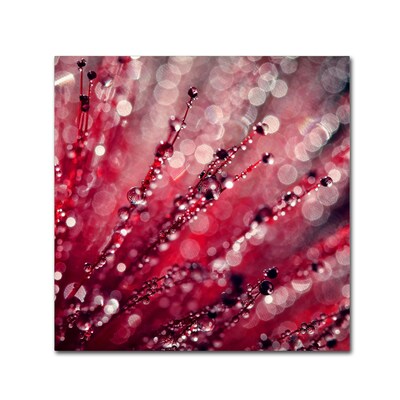 Trademark Fine Art Beata Czyzowska Young Red Melody 14 x 14 Canvas Stretched (190836185320)