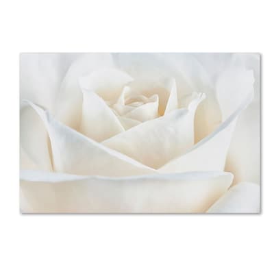Trademark Fine Art Cora Niele Pure White Rose 16 x 24 Canvas Stretched (190836308699)