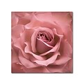 Trademark Fine Art Cora Niele Misty Rose Pink Rose 14 x 14 Canvas Stretched (190836258208)