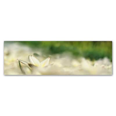 Trademark Fine Art Cora Niele White Tulip Scape 6 x 19 Canvas Stretched (190836317929)