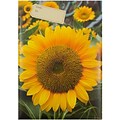 JAM Paper® Bubble Mailers, Medium, 8.5 x 12.25, Sunflower Design, 6/pack (526SEDE337M)