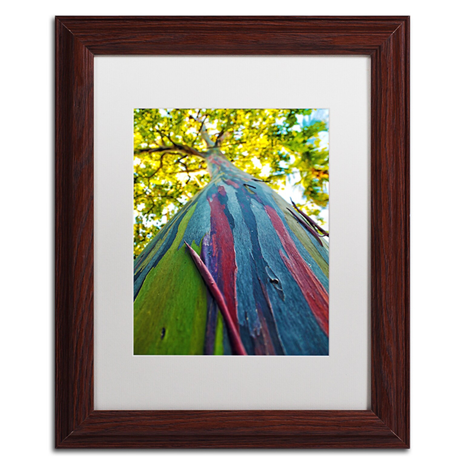 Trademark Fine Art CATeyes Rainbow Eucalyptus Tree 11 x 14 Matted Framed Art (190836041053)
