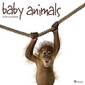 Tf Publishing 2018 Baby Animals Wall Calendar (18-1000)