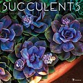 Tf Publishing 2018 Succulents Wall Calendar (18-1123)