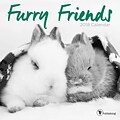 Tf Publishing 2018 Furry Friends Mini Wall Calendar (18-2067)