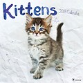 Tf Publishing 2018 Kittens Wall Calendar (18-1009)