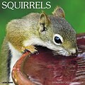2018 Willow Creek Press 12 x 12 Squirrels Wall Calendar (46174)