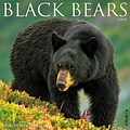 2018 Willow Creek Press 12 x 12 Black Bears Wall Calendar (44156)