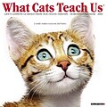 2018 Willow Creek Press 12 x 12 What Cats Teach Us Wall Calendar (46396)