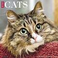 2018 Willow Creek Press 12 x 12 Cats Wall Calendar (44422)