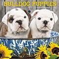 2018 Willow Creek Press 12 x 12 Bulldog Puppies Wall Calendar (44316)