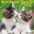 2018 Willow Creek Press 12 x 12 What Kittens Teach Us Wall Calendar (46433)