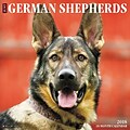 2018 Willow Creek Press 12 x 12 German Shepherds Wall Calendar (44996)