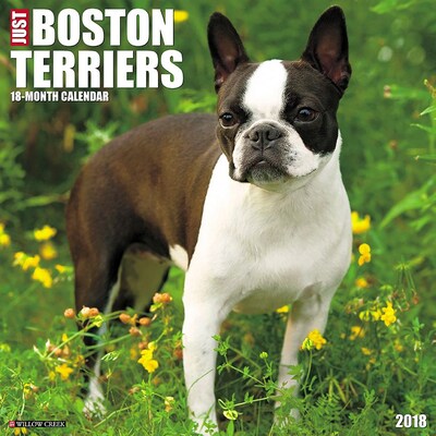 2018 Willow Creek Press 12 x 12 Boston Terriers Wall Calendar (44224)