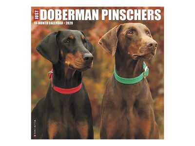 2020 Willow Creek 12 x 12 Wall Calendar, Just Doberman Pinschers, Multicolor (06160)