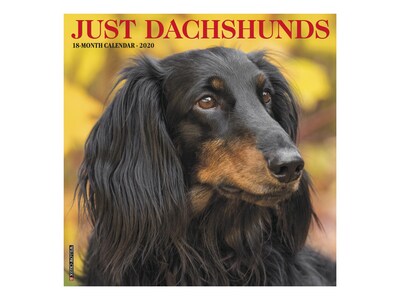 2020 Willow Creek 12 x 12 Wall Calendar, Just Dachshunds, Multicolor (06146)