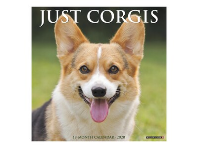 2020 Willow Creek 12 x 12 Wall Calendar, Just Corgis, Multicolor (06030)