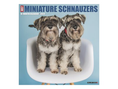 2020 Willow Creek 12 x 12 Wall Calendar, Just Miniature Schnauzers, Multicolor (07129)