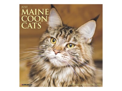2020 Willow Creek 12 x 12 Wall Calendar, Maine Coon Cats, Multicolor (07051)