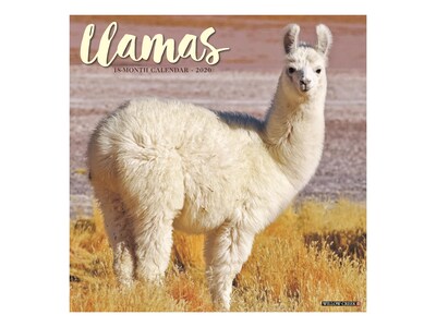 2020 Willow Creek 12 x 12 Wall Calendar, Llamas, Multicolor (07037)