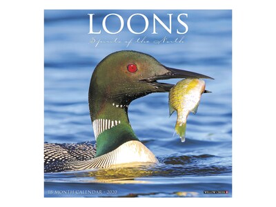 2020 Willow Creek 12 x 12 Wall Calendar, Loons, Multicolor (07044)