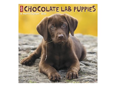 2020 Willow Creek 12 x 12 Wall Calendar, Just Chocolate Lab Puppies, Multicolor (05866)