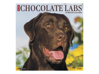2020 Willow Creek 12 x 12 Wall Calendar, Just Chocolate Labs, Multicolor (05873)