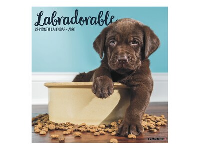 2020 Willow Creek 12 x 12 Wall Calendar, Labradorable, Multicolor (06924)