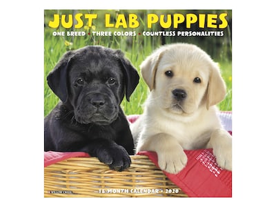 2020 Willow Creek 12 x 12 Wall Calendar, Just Lab Puppies, Multicolor (06894)