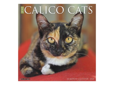 2020 Willow Creek 12 x 12 Wall Calendar, Calico Cats, Multicolor (09109)