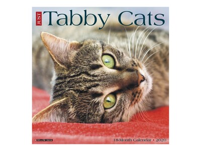 2020 Willow Creek 12 x 12 Wall Calendar, Just Tabby Cats, Multicolor (09222)