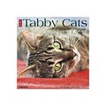 2020 Willow Creek 12 x 12 Wall Calendar, Just Tabby Cats, Multicolor (09222)