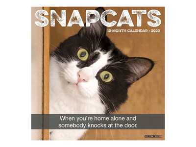 2020 Willow Creek 12 x 12 Wall Calendar, Snapcats, Multicolor (07884)