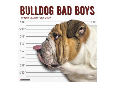 2020 Willow Creek 12 x 12 Wall Calendar, Bulldog Bad Boys, Multicolor (05590)