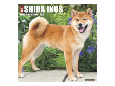 2020 Willow Creek 12 X 12 Wall Calendar Just Shiba Inus Multicolor 07822