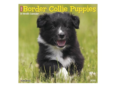 2020 Willow Creek 12 x 12 Wall Calendar, Just Border Collie Puppies, Multicolor (05477)