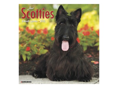 2020 Willow Creek 12 x 12 Wall Calendar, Just Scotties, Multicolor (07761)