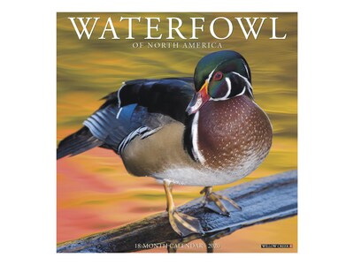 2020 Willow Creek 12 x 12 Wall Calendar, Waterfowl, Multicolor (08140)