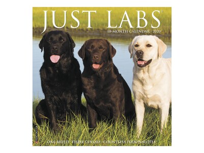 2020 Willow Creek 12 x 12 Wall Calendar, Just Labs, Multicolor (06931)