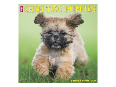 2020 Willow Creek 12 x 12 Wall Calendar, Just Shih Tzu Puppies, Multicolor (07839)