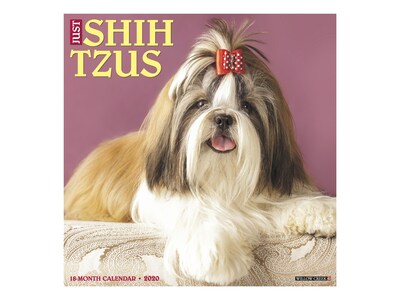2020 Willow Creek 12 x 12 Wall Calendar, Just Shih Tzus, Multicolor (07846)